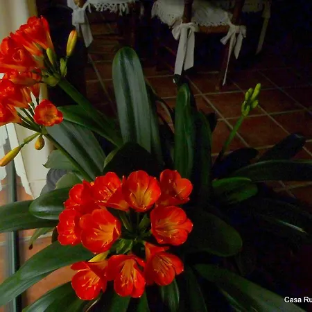 El Roblon Guest house *