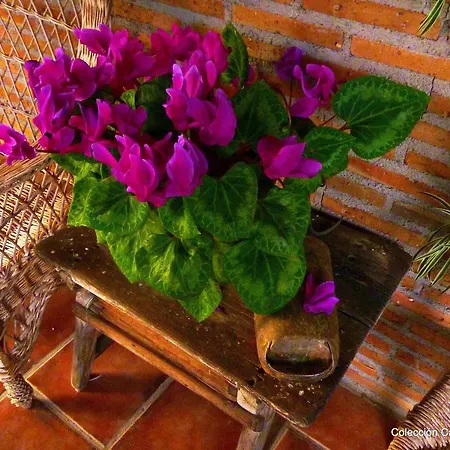 Guest house El Roblon